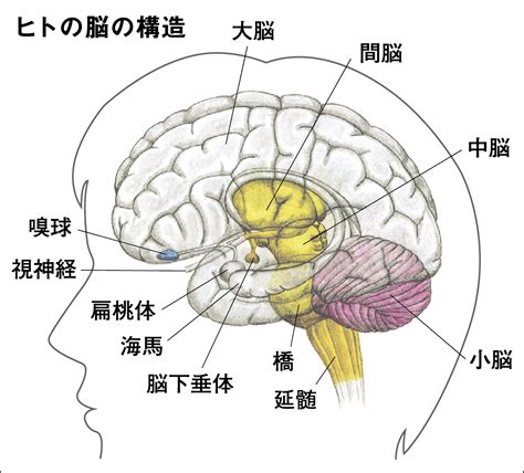 頭部位置|ヒトの脳： 解剖学的構造と機能